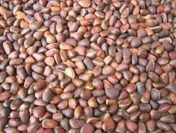 Как чистить кедровые орешки в домашних условиях