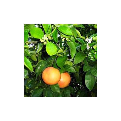 Эфирное масло грейпфрута