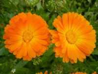 Календула: полезные свойства и возможный  вред,