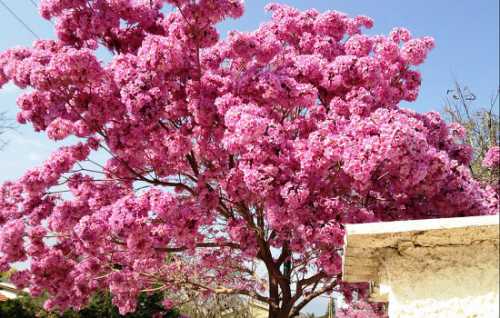 Миндаль: посадка, выращивание, уход, фото,