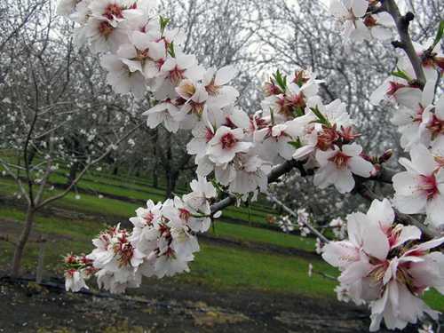 Это небольшой кустарник до м в высоту