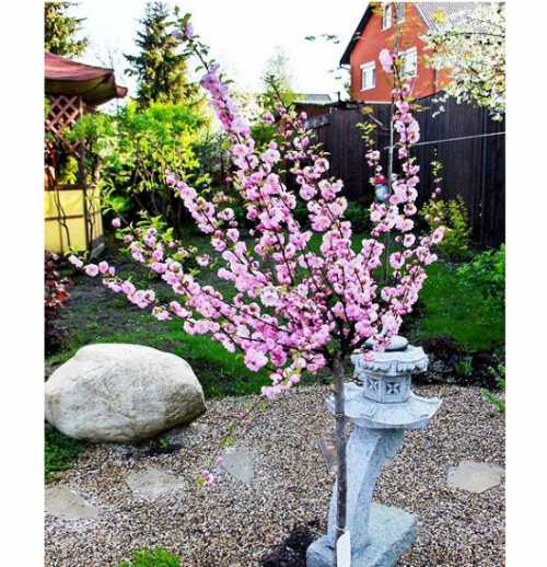 Хорошей плодовито стью и морозо стойкостью обладает миндаль черешчатый