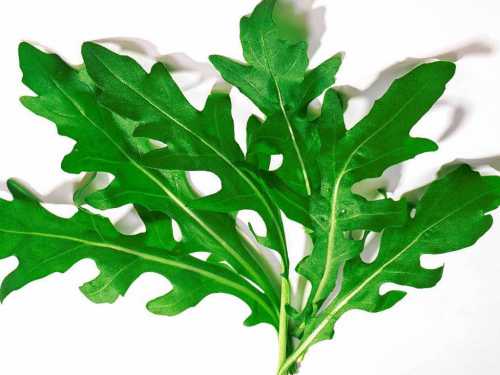 Полезные свойства руколы, лечебные свойства, в