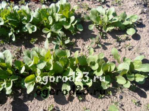 Таблица доктора