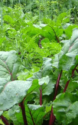 Если вы хотите размножить ирисы, по окончании их цветения можно приступать к этой процедуре