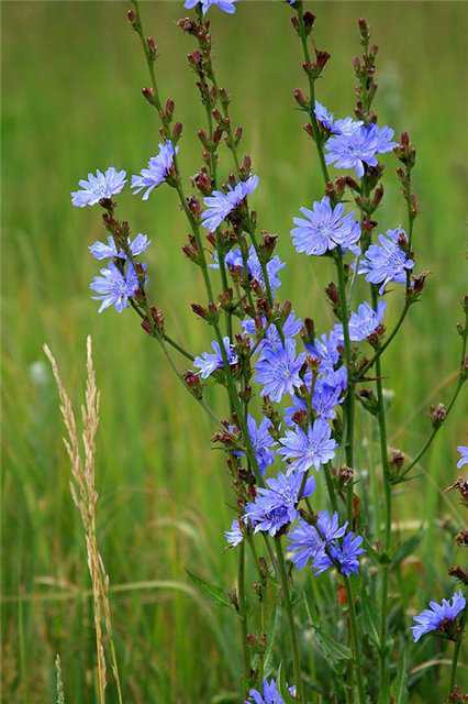 Поддерживает в организме кислотно щелочной баланс