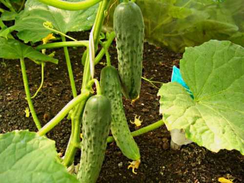 Насекомоопыляемые