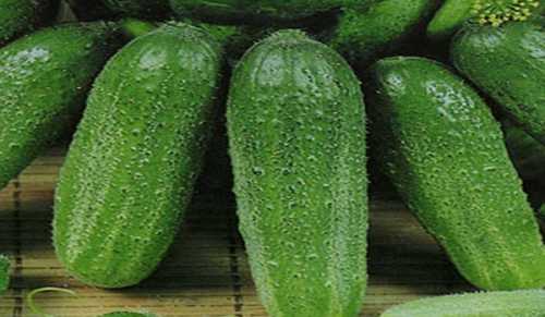 Выбор лучших сортов огурцов для теплиц: фото,