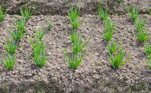 Лук на зелень: посадка, выращивание, технология,