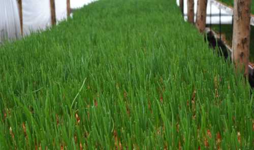 Луковая муха