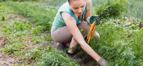Чтобы отделить пустые семена от качественных, весь посадочный материал нужно поместить в воду комнатной температуры примерно на часов