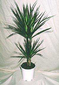 На смоченной их кровью земле через некоторое время выросли деревья, которые назвали драценами или самка дракона 