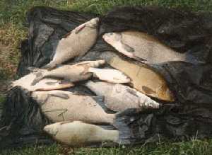 Как сделать прикормку самому