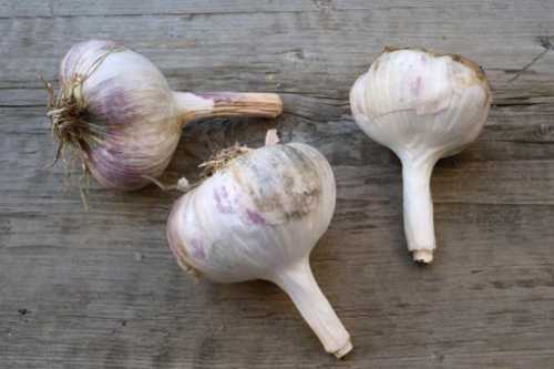 Любая термическая обработка способствует частичной утрате первичным продуктом своих изначальных свойств ввиду распада некоторых биологически активных веществ