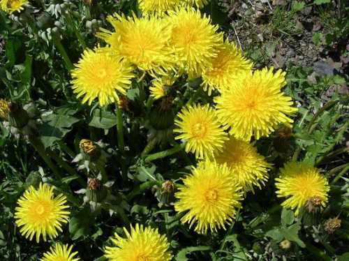 Препарат подбирается всегда с учетом веса