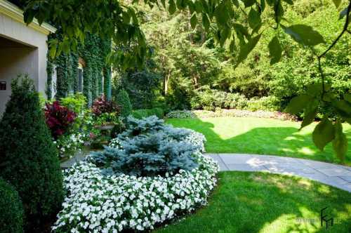 Бадан неприхотливое многолетнее растение, радует до зимних морозов а цветёт разным цветом от белого и розового, до пурпурного и лилового