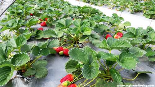 Оставьте на некоторое время, чтобы стекла лишняя жидкость и клубничка подсохла