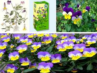 Чем полезна фиалка трехцветная для человека