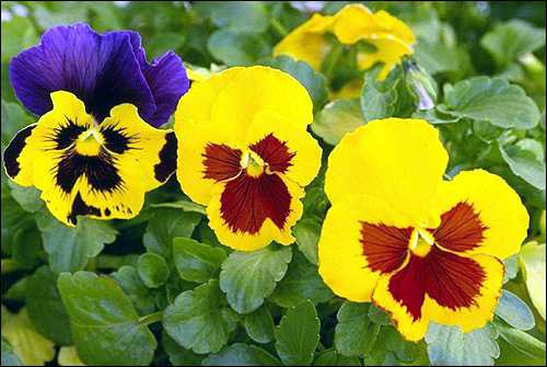 Применять при кожных заболеваниях, зуде, экссудативном диатезе у детей гр сухого сырья залить мл горячей воды и прокипятить четверть часа на слабом огне под крышкой