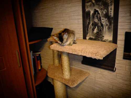 По большому счету, на картинке представлена именно такая модель когтеточки две платформы, два элемента для точки когтей и уютный домик оббитый мягкой, пушистой тканью