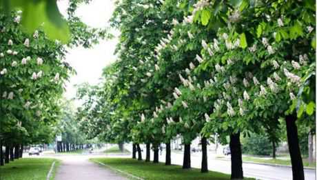 Но настаивать нужно не менее одного месяца