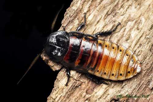 Мадагаскарский таракан