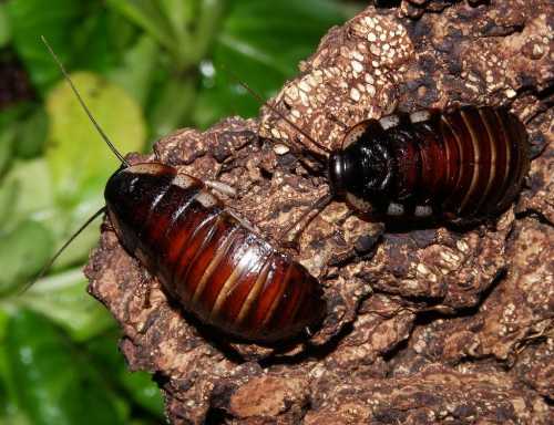 Характерной особенностью этого вида является способность производить шипящие звуки