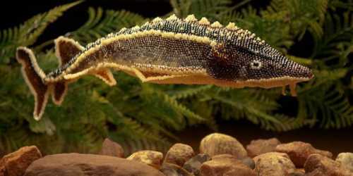 Условиями использования, ваш отзыв, адрес электронной почты и дополнительные сведения будут отправлены в