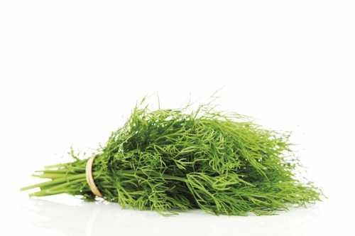 Зелень незаменима в лечении женских болезней и улучшении лактации