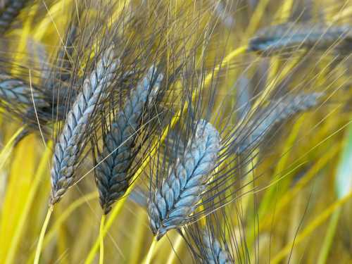 Калорийность диетического питания обычно составляет ккал в сутки