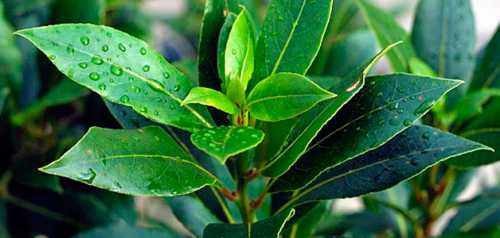 Но опять же вынимать после приготовления