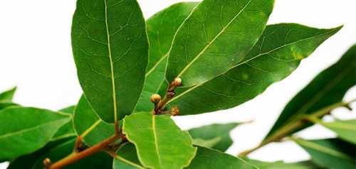 Не случайно холостяки любят для пикантности добавить в тарелку пельменей листикдругой лавра и пару зонтиков гвоздики