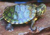 Аквариумные черепашки