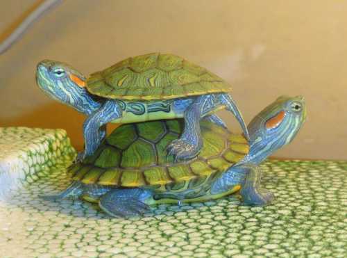 Иловая мускусная черепаха