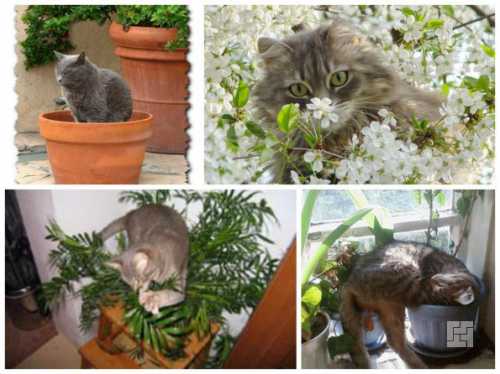 Известно, что при попадании сока в кровь может произойти и смерть