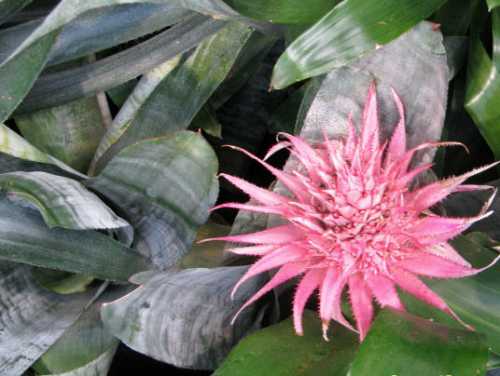 Комнатные растения и домашние животные