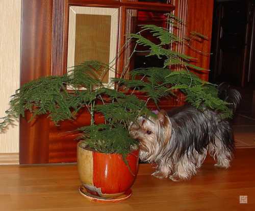 Однако за ним надо ухаживать аккуратно, так как он очень ядовит