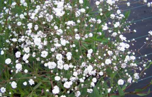 Гипсофила: посадка, выращивание, уход, фото,