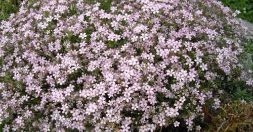 Однолетники и многолетники распространены во многих странах на северо востоке