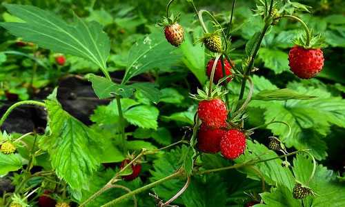 Если это молодая влюбленная девушка, то сновидение будет ей особенно приятно, ведь оно говорит о том, что возлюбленный сгорает от страсти, хотя, возможно, и скрывает это