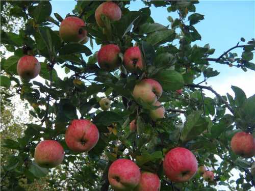 Особенности сортов яблонь для Урала: фото,