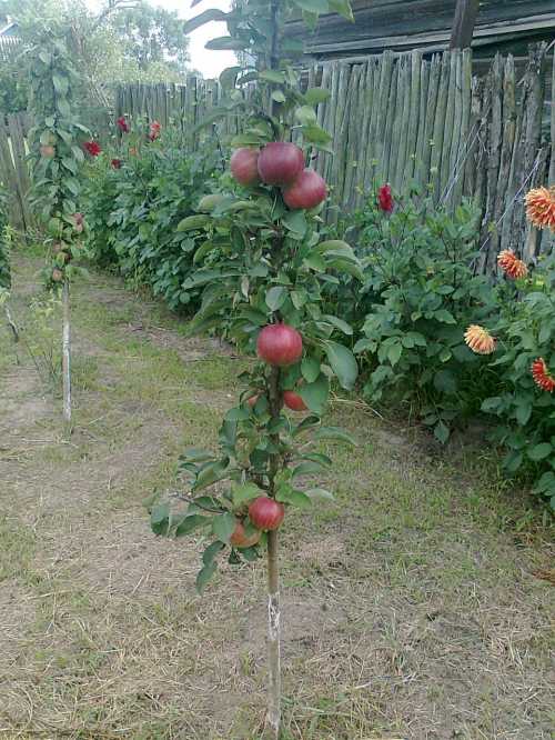 Дерево с осенним сроком плодоношения, фрукты хранятся до зимы, не портятсяЯблоня компактная, может вырастать от до м