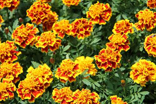 Тагетес бархатцы