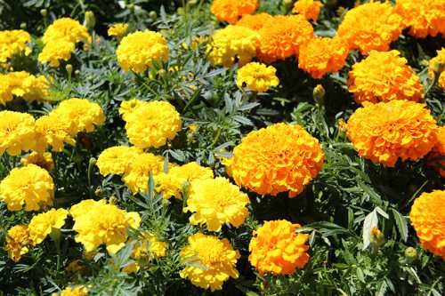 Засушенные бутоны или цветы используют для ароматизации масла