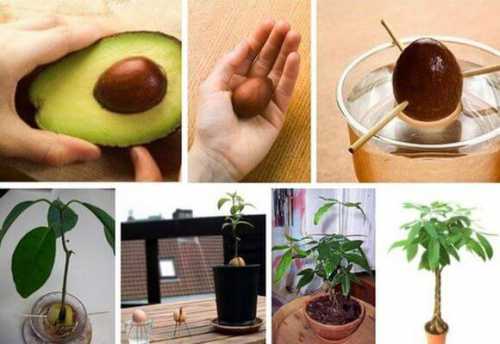 Авокадо из косточки в домашних условиях, как посадить и вырастить
