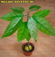 После тщательно промойте косточку под проточной водой