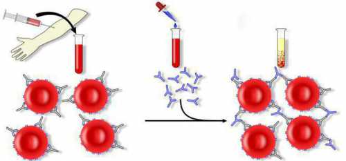 Когда положительные кровеносные клетки через плаценту проникают от малыша к матери, то организм женщины воспринимать их не как иначе, как чтото чужеродное