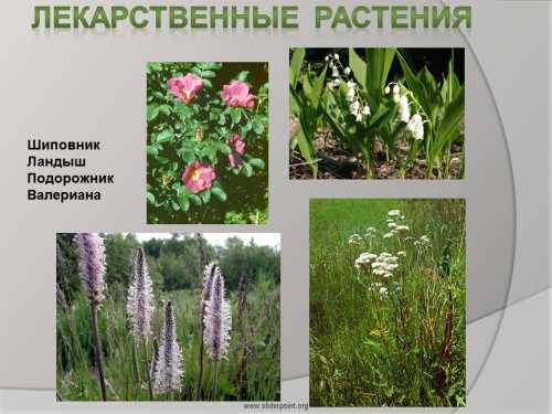 В листьях содержатся витамины, фитонциды, эфирные масла, алкалоиды, флавоноиды, органические кислоты, смолистые и дубильные вещества, природные антиоксиданты