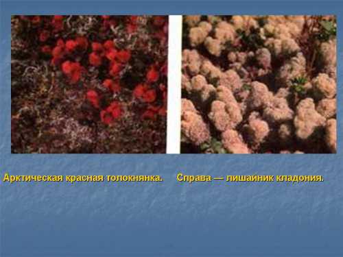 Известные лекарственные растения тундры