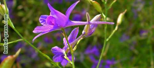 Полезные свойства растения живокость